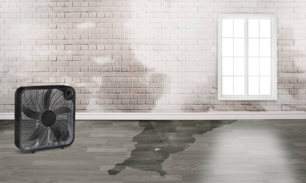 Best Water damage restoration experts  in Oakwood, PA